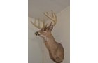 Property photo 189 - REAL ESTATE & PERSONAL PROPERTY AUCTION, 140 Acres offered in 8 Tracts or Combinations in Steuben County